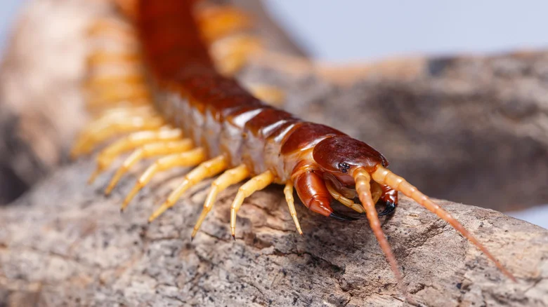 The Mulching Tip That Will Help Keep Centipedes Out Of Your Home