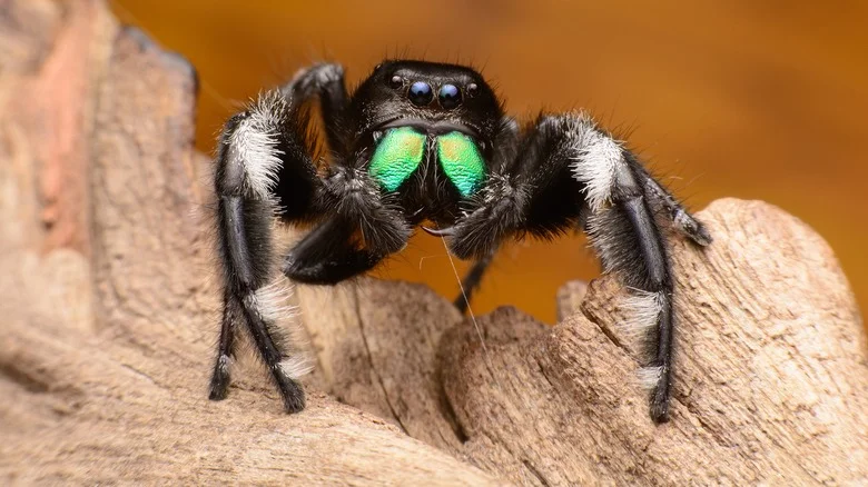 The Mulching Trick That Attracts Helpful Spiders To The Garden