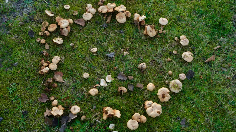 The Mushroom-Eliminating Lawncare Tip That May Do More Harm Than Good