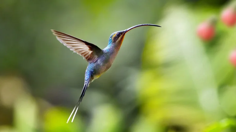 The Native Red Flower You Should Be Using To Attract Hummingbirds To Your Yard