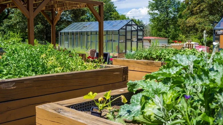 The Native Root Vegetable That You’ll Want To Grow In A Raised Bed