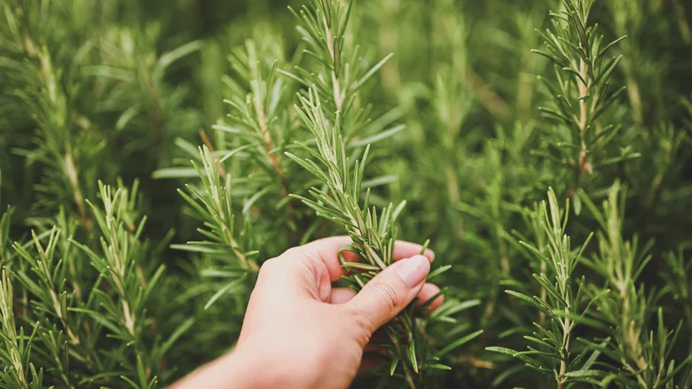 The Natural Fertilizer That’ll Help Your Rosemary Thrive Is Already In Your Kitchen