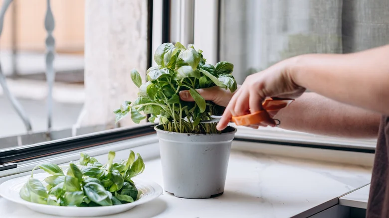 The Natural Fertilizer Your Basil Needs Is Sitting In Your Bathroom