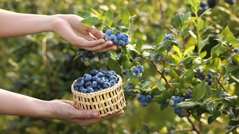 The Natural Fertilizer Your Blueberry Plant Needs Is Already In Your Kitchen