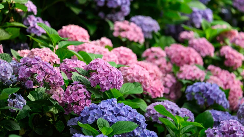 The Natural Fix For Powdery Mildew On Hydrangeas
