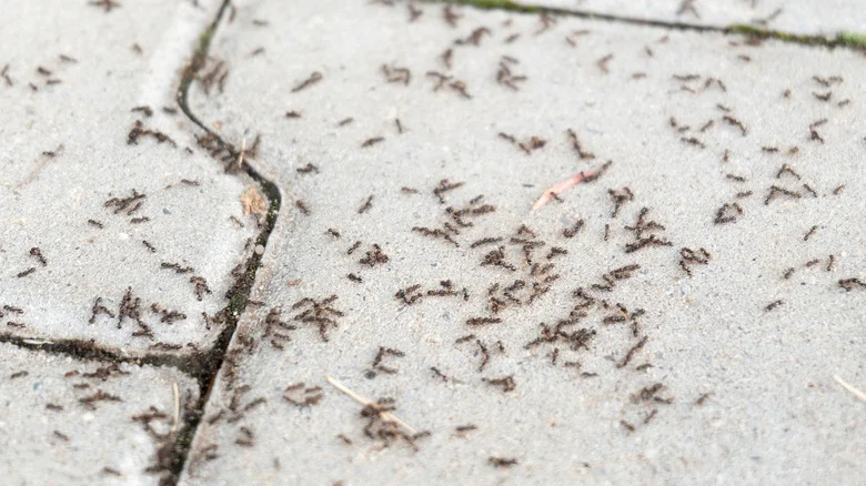 The Natural Garden Staple That’ll Become Your Secret To Controlling Ants