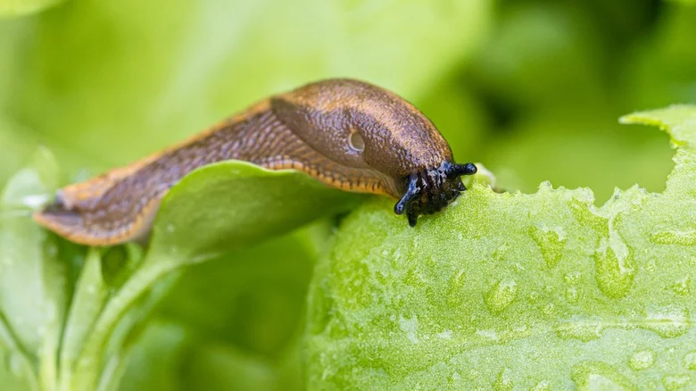 The Natural Slug Trap That Doesn’t Call For A Drop Of Beer