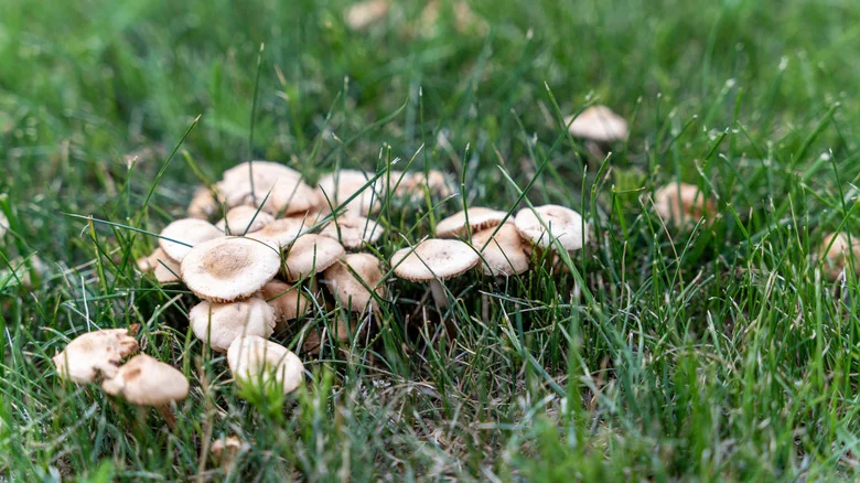The Natural Solution That Helps Remove Mushrooms From Your Yard