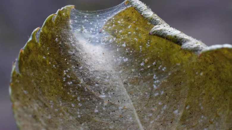 The Natural Solution That Kicks Spider Mites To The Curb