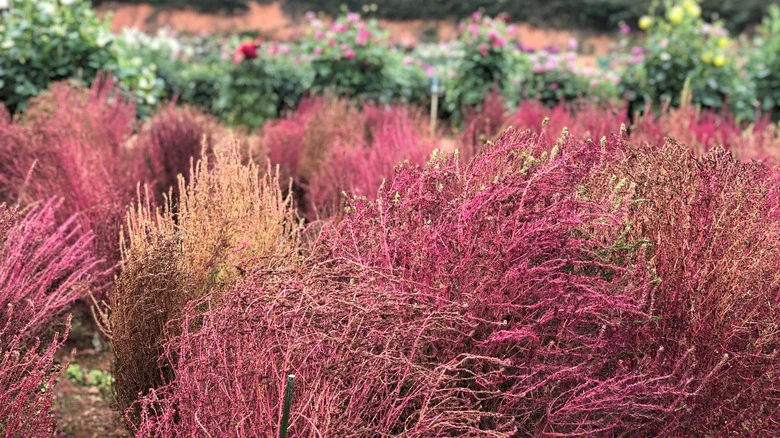 The Natural Solution That’ll Knock Out Kochia Weed