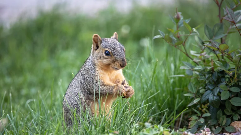 The Natural Solution You Can Whip Up To Easily Deter Squirrels From Your Yard