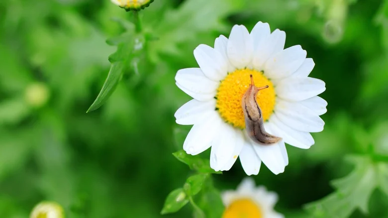 The Natural Way To Keep Slugs Off Your Precious Flowers