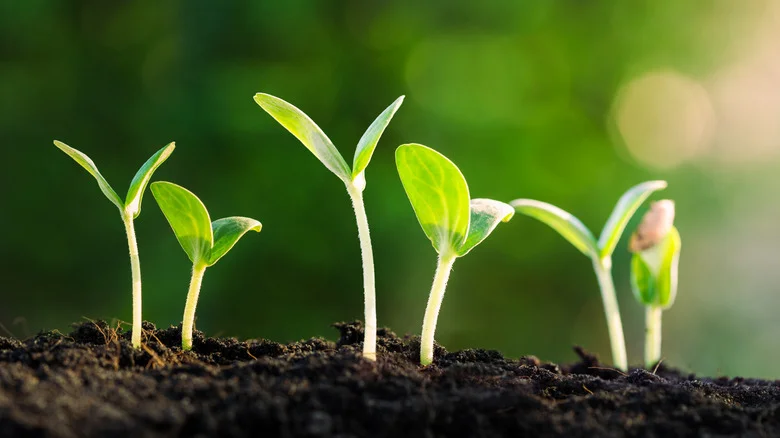 The Nifty Sponge Cloth Hack Every Gardener Should Know