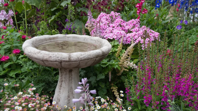 The No-Fuss Flower To Plant Near A Birdbath For Them To Enjoy