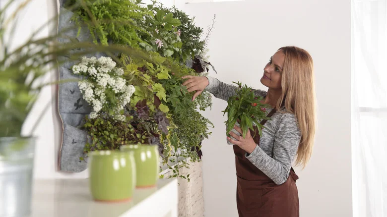 The No-Fuss Way To Hack A Beautiful Living Wall