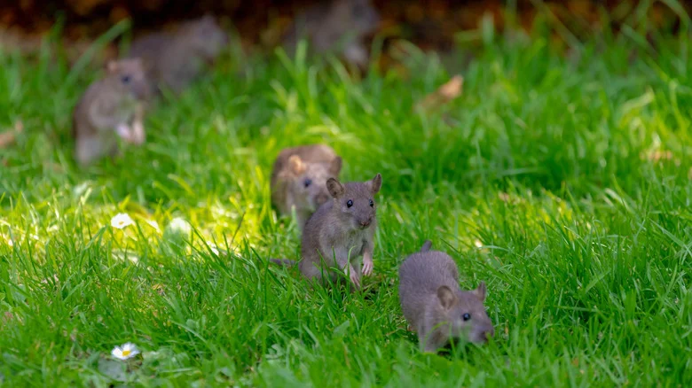 The Non-Toxic, All-Natural Way To Keep Rats Out Of Your Garden Is Hiding In Your Kitchen