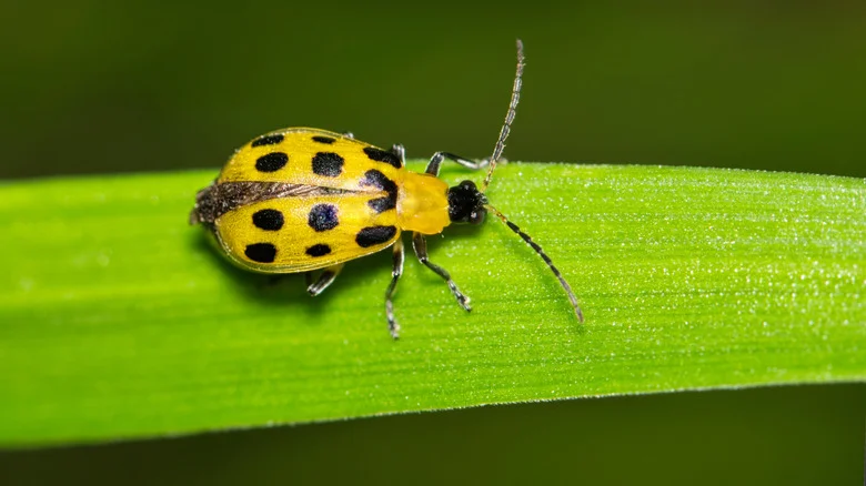 The Non-Toxic Way To Get Rid Of Cucumber Beetles While Protecting Your Plants