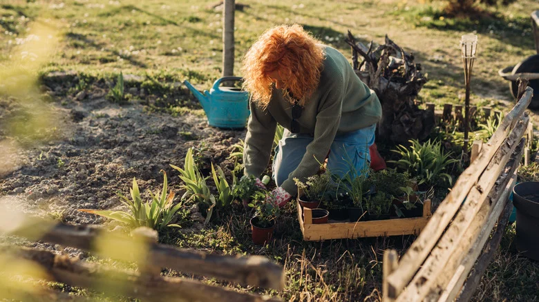 The Number One Rule To Follow When Planting Perennials In The Fall