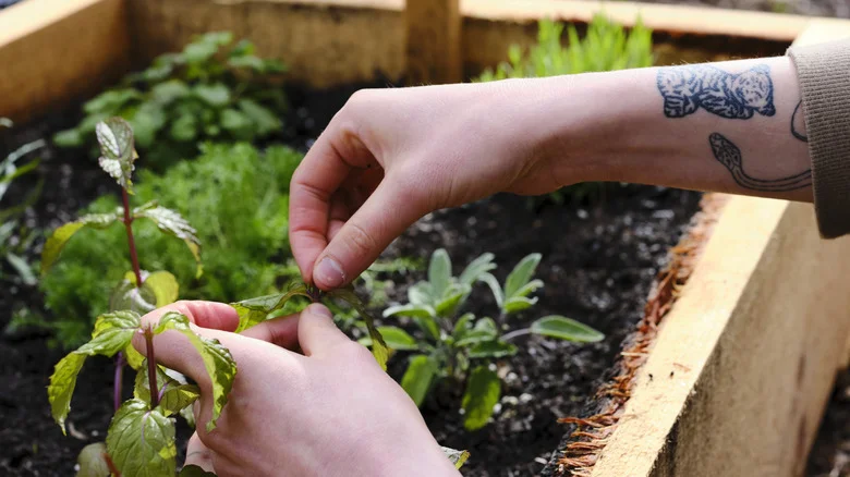 The One Herb You Should Be Cautious About Growing Near Other Plants In The Garden
