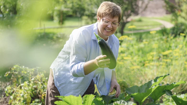The One Herb You Should Plant Alongside Zucchini For All Its Benefits