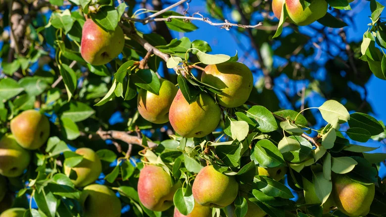 The One Herb You Should Plant Near Apple And Pear Trees