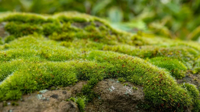 The One Place You Want To Avoid Harvesting Moss For Your Own Yard And Why