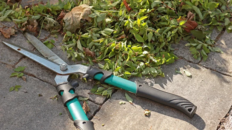 The One Shrub You Should Be Pruning In Late Winter For A Healthier Spring