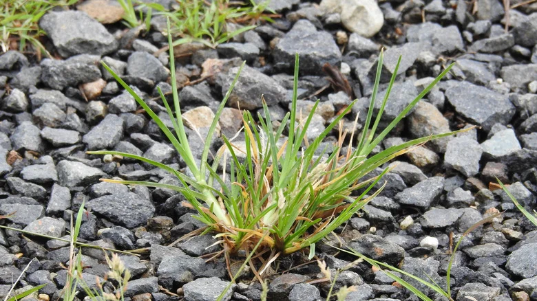 The One Thing Missing From Your Gravel Driveways’ Weed Control Routine