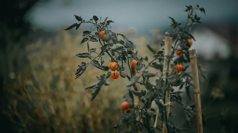 The One Thing You Should Always Do With Cherry Tomato Plants Before A Storm
