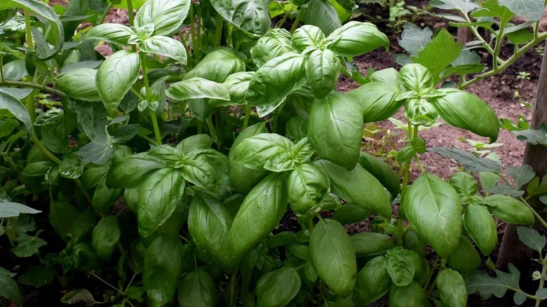 The One Vegetable You Should Never Grow Near Basil