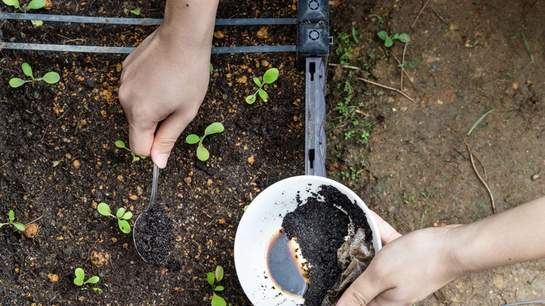 The One Veggie In Your Garden You Should Be Saving Your Leftover Coffee Grounds For