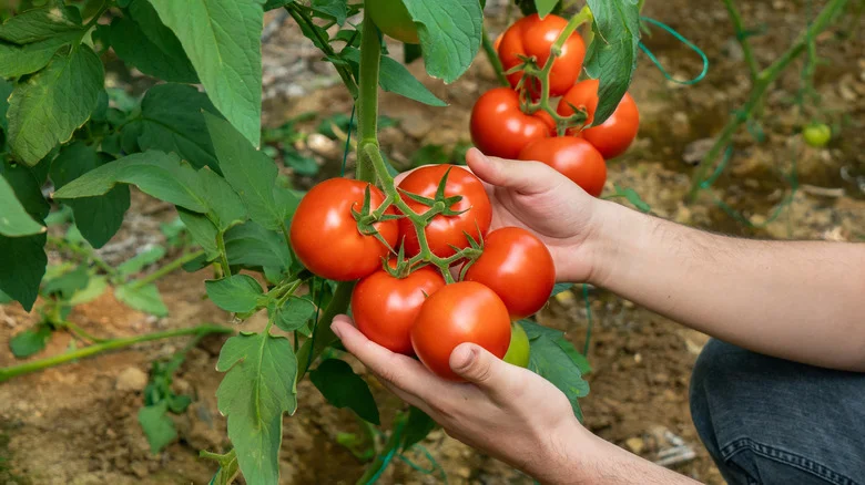 The One Weed You Should Harvest For A DIY Tomato Fertilizer