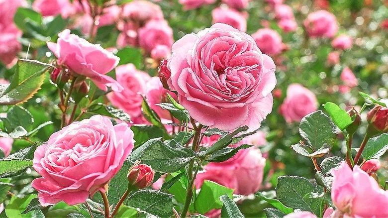 The Onions You Might Want To Plant Next To Your Roses And Why