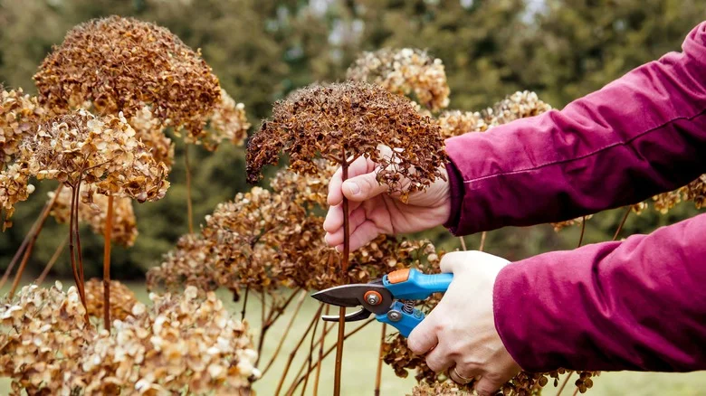 The Only Time It’s Ok To Cut Panicle Hydrangeas In The Fall