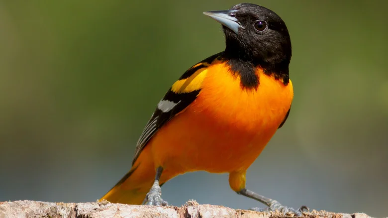 The Only Vining Flowers You Need To Attract More Orioles To Your Yard
