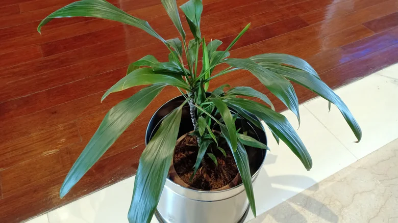 The Overlooked Care Tip That Helps A Cast Iron Plant Thrive