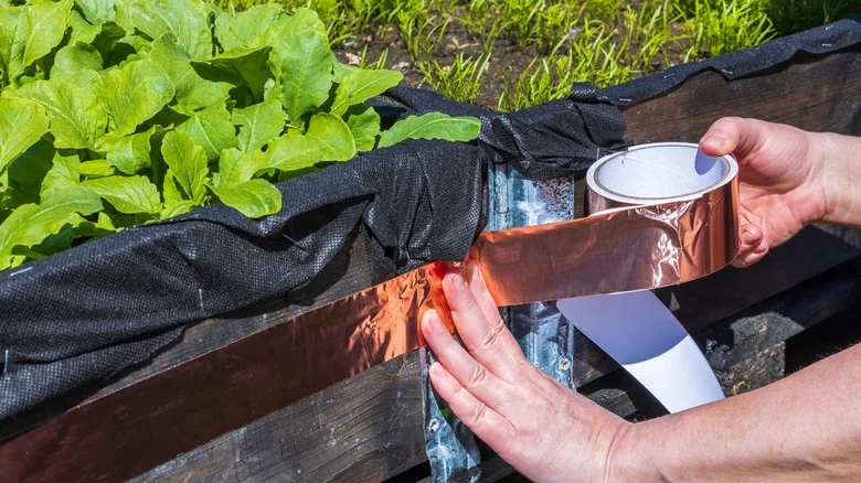 The Overlooked Mistake That Makes Copper Tape Less Effective At Repelling Slugs & Snails