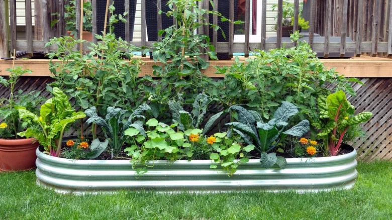 The Overlooked Mistake That’s Making Your Garden Beds Look Bad