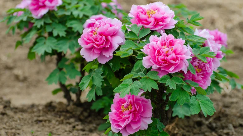 The Overlooked Mistake You’ll Want To Avoid When Planting Peonies