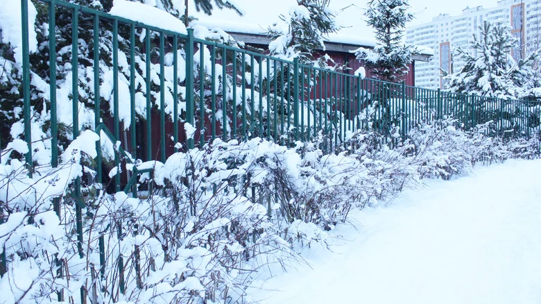 The Overlooked Part Of Winter Garden Clean Up You’re Forgetting