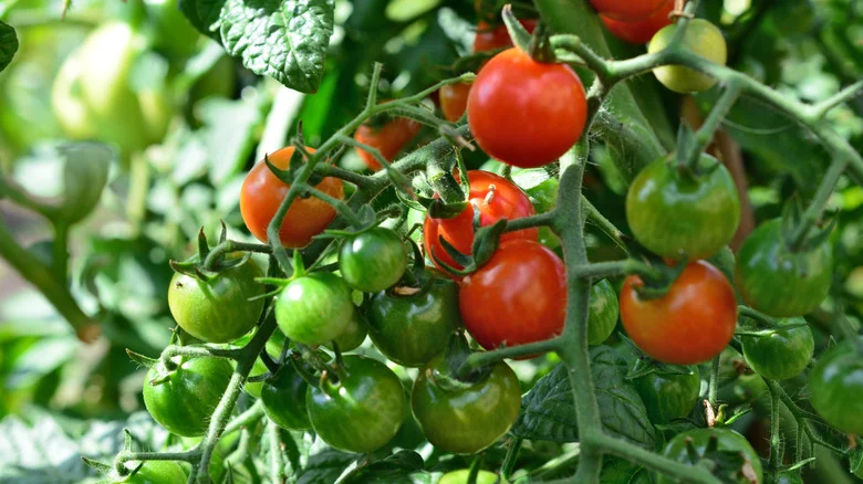 The Overlooked Veggie You Should Plant With Tomatoes For A Harvest Full Of Flavor