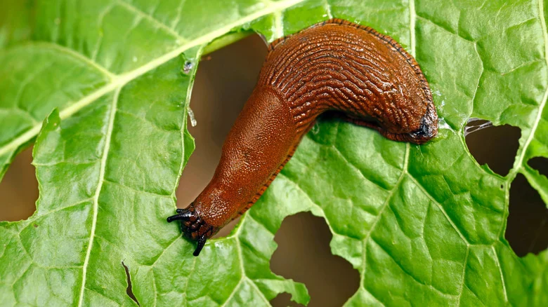 The Pantry Essential That Will Have Slugs And Snails Scurrying From Your Garden