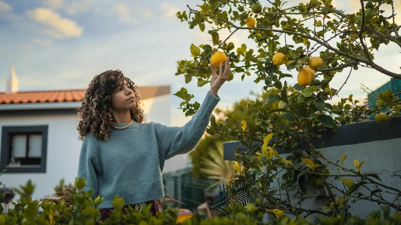 The Paper Towel Hack That Makes It Easy To Germinate Lemon Seeds