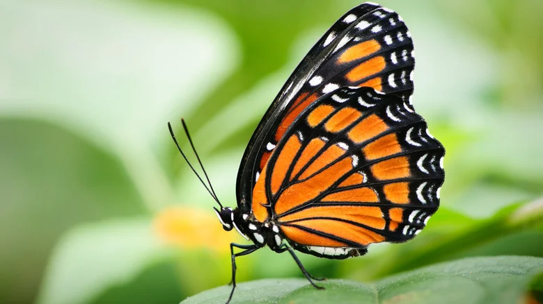 The Perennial Flower Perfect For Attracting Pollinators With Late Summer Blooms