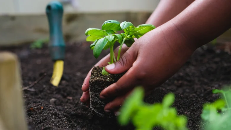 The Perennial Herb You Don’t Want To Plant Next To Basil In The Garden