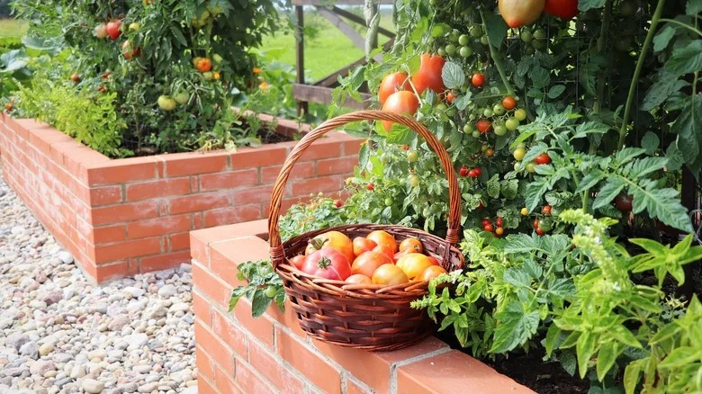 The Perennial Plant You’ll Want To Grow Near Your Garden Tomatoes