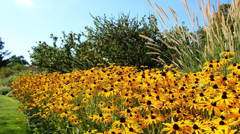 The Perfect Fall Flower Exists & It’s Even Deer-Resistant