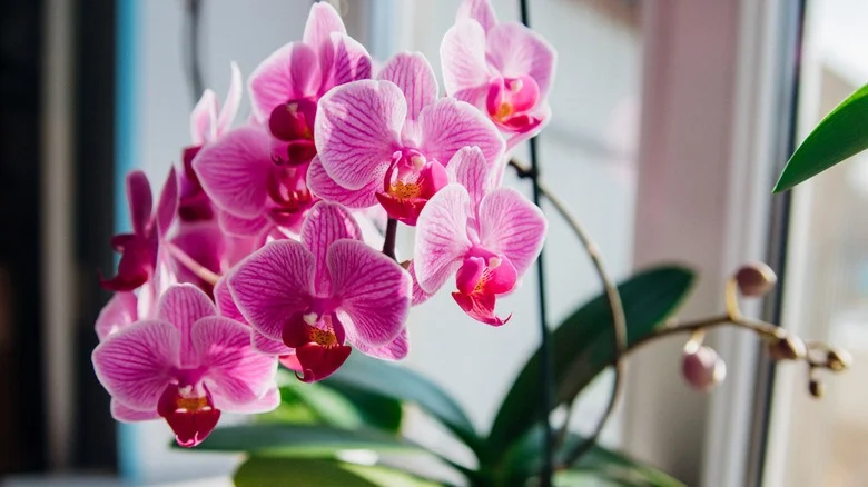 The Perfect Room To Grow Orchids Is Not Where You Think