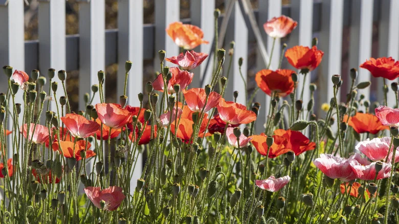 The Perfect Time Of Year For Planting Poppies Isn’t What You’d Expect
