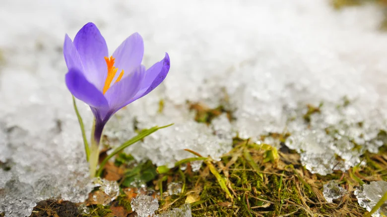 The Perfect Time Of Year To Plant A Crocus Plant